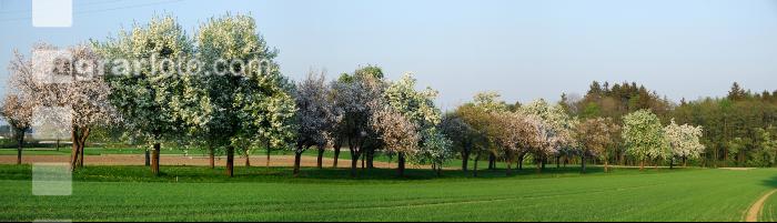 Baumblüte 