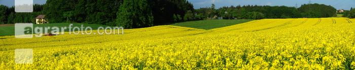 Raps Spritzung 1