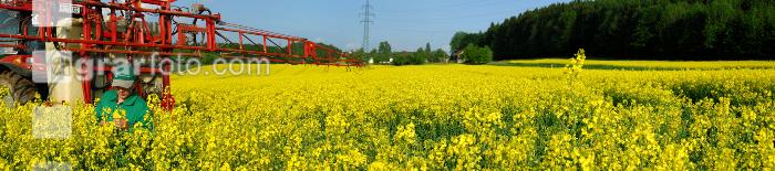 Raps Spritzung 3