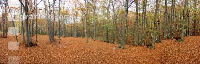 Buchenwald