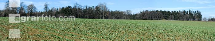 Raps Panorama 5