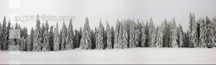 Schneebäume