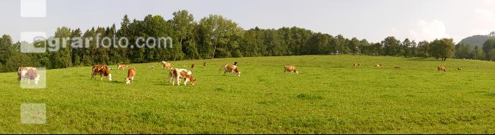 Viehweide 