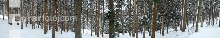 Wald