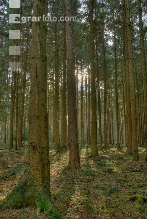 Fichtenwald 10