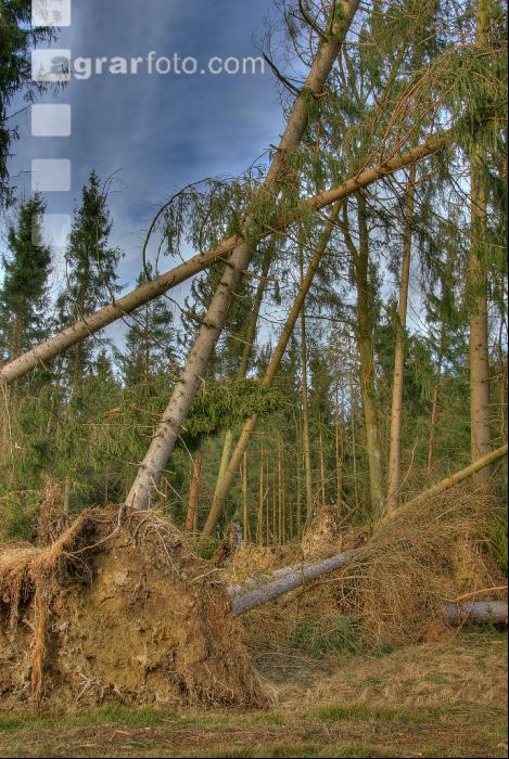 Windwurf 16