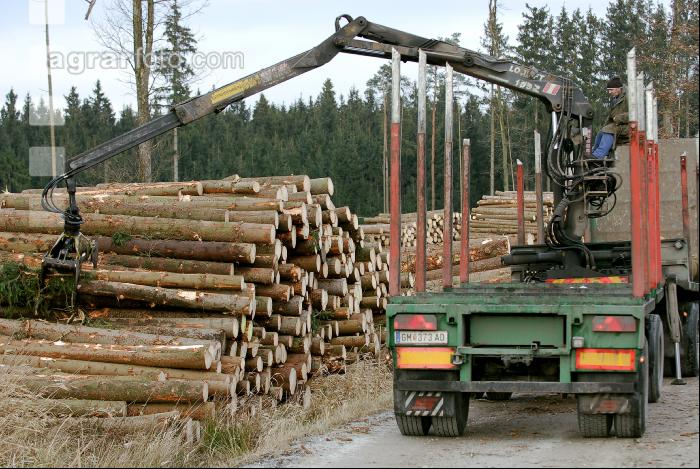 Holz auf LKW 1