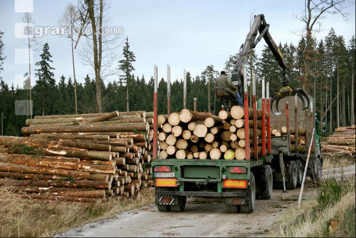 Holz auf LKW 11