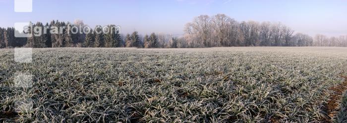Gerste Panorama 2