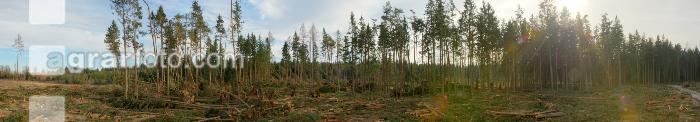 Waldschaden 1