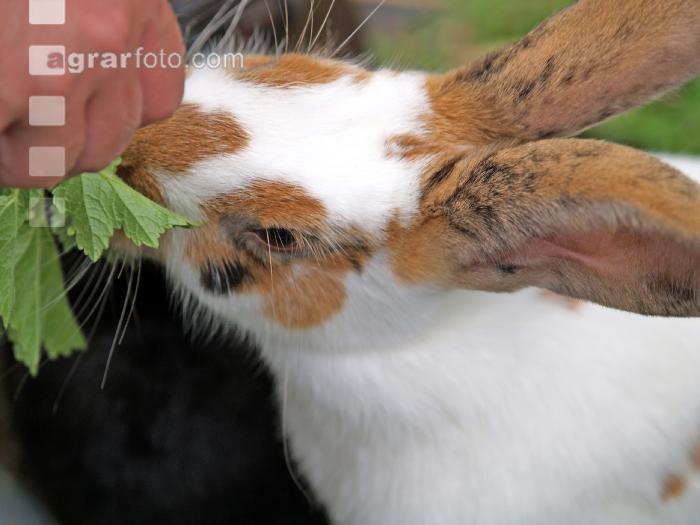 Hase 2