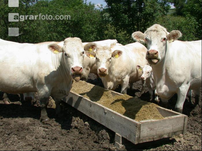 Charolais Weide 14