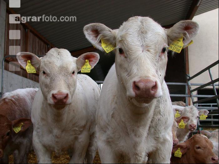 Charolais Jungrinder 1