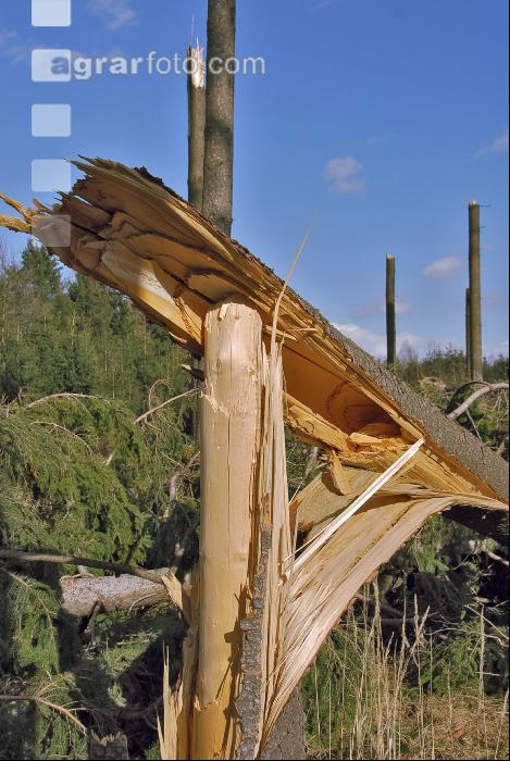 Windwurf 10