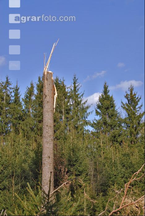 Windwurf 11