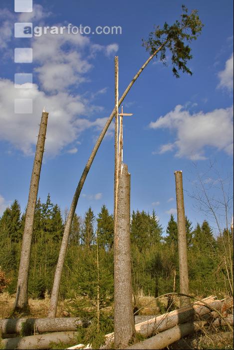Windwurf 12