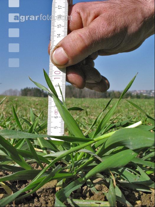 Triticale bestockt 2