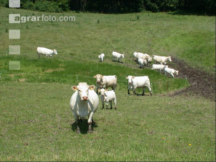 Charolais Weide 3