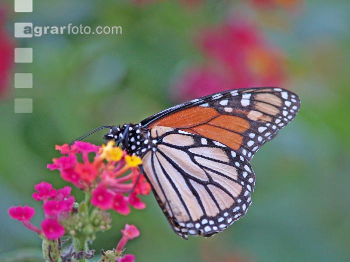 Monarch 2