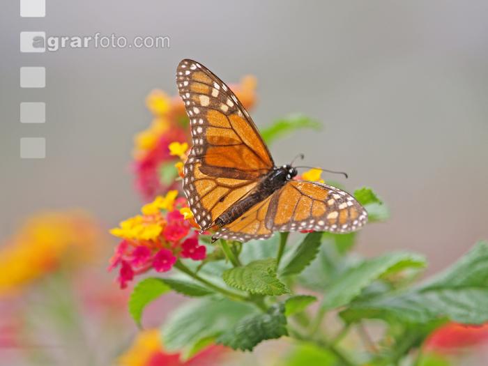 Monarch 1
