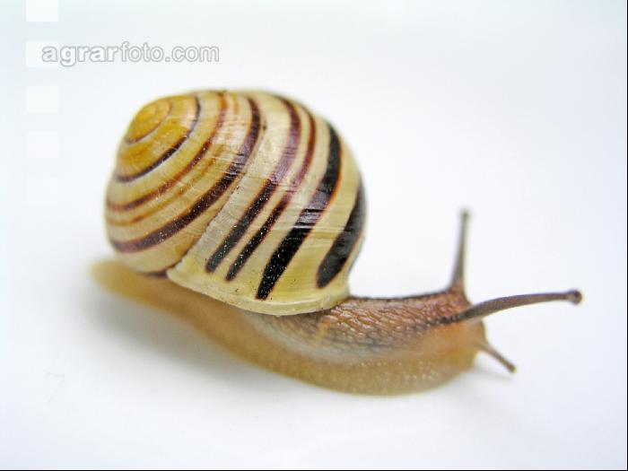 Garten-Bänderschnecke 1