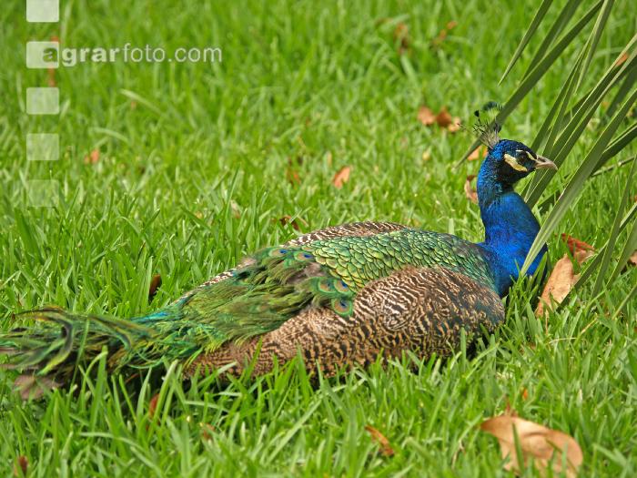 Pfau 2