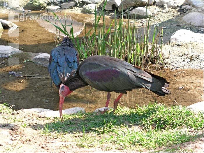 Waldrapp 1