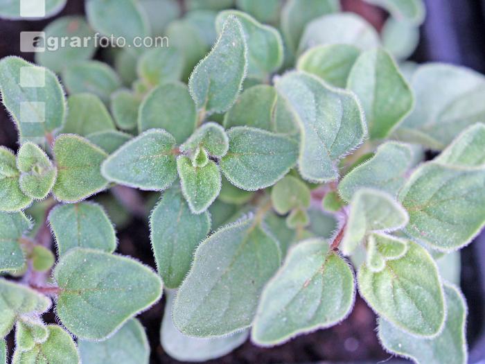 Oregano 2