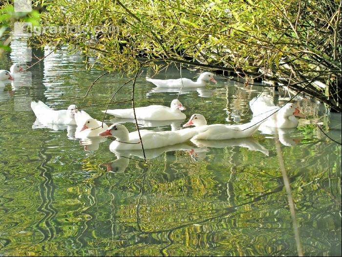 Weiße Enten