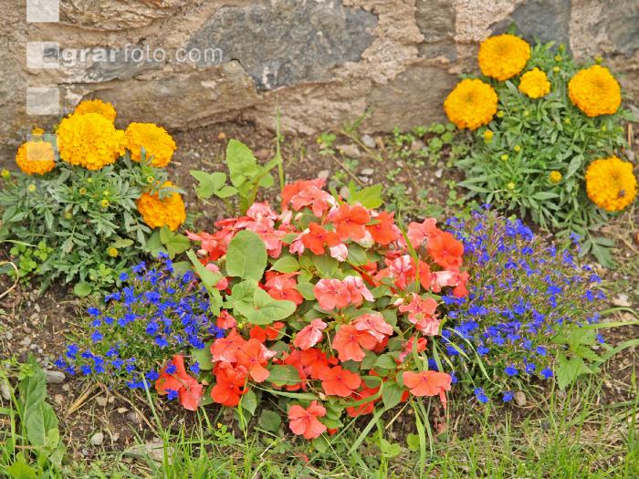 Sommerblumen