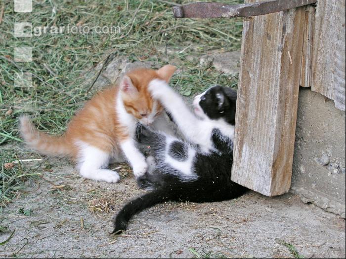 Spielende Katzen 2