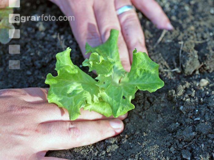 Salat setzen 4