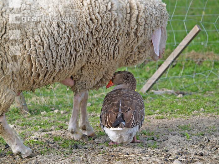 Schaf und Gans