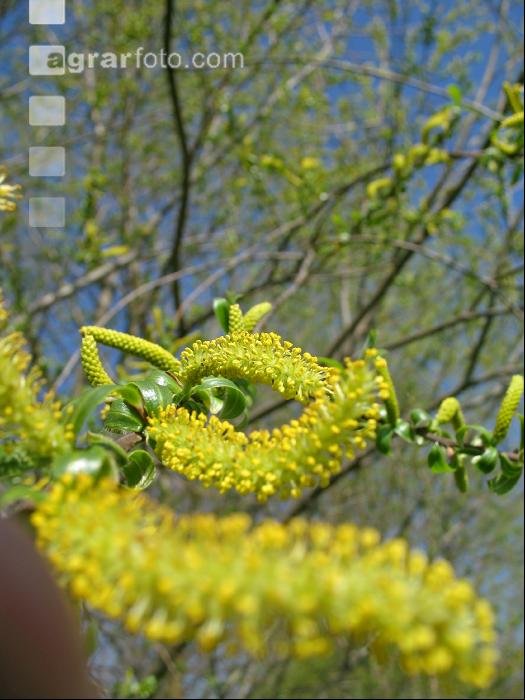Silberweide Blüte 3