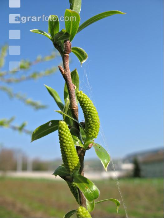 Silberweide Blüte 4