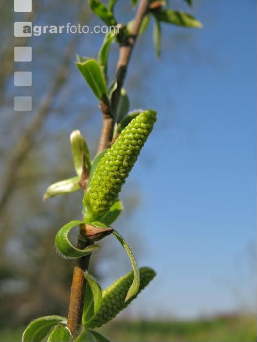 Silberweide Blüte 5