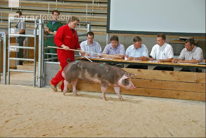 Eber Körung 09
