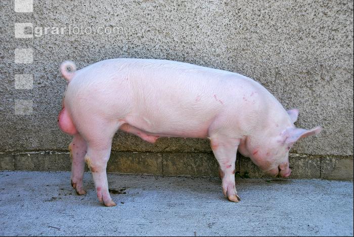 Edelschwein Eber 03