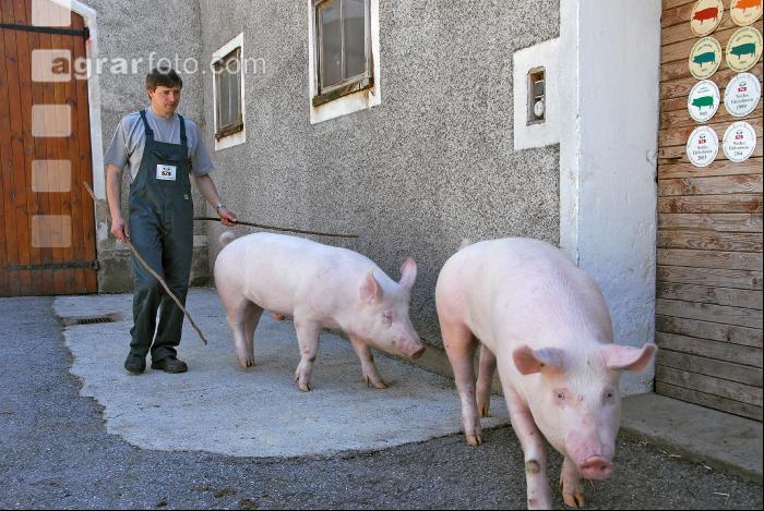 Edelschwein Eber 12