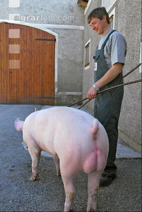 Edelschwein Eber 18