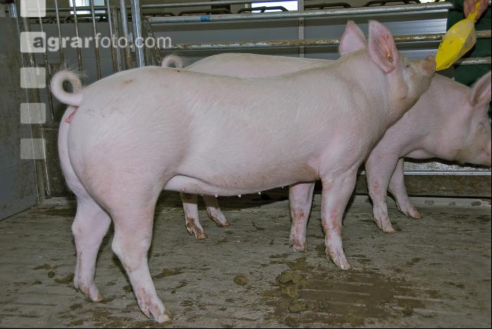 Edelschwein Sauen  02