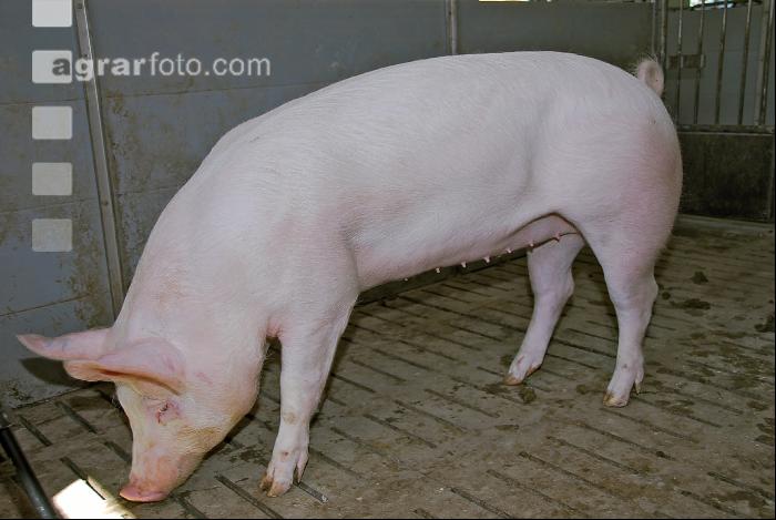 Edelschwein Sauen  03