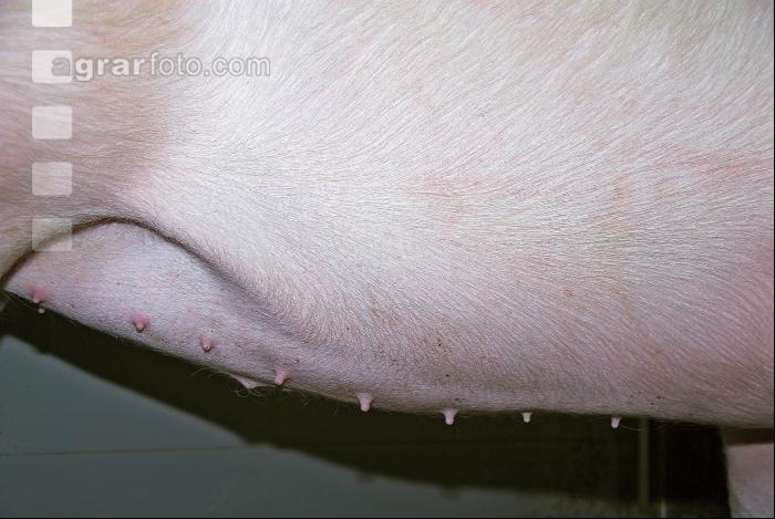 Edelschwein Sauen  04