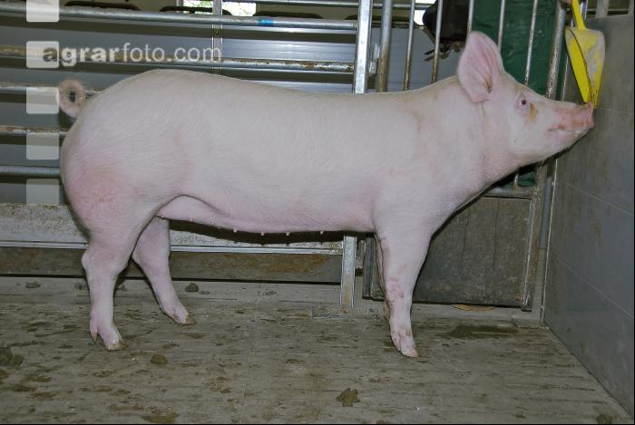Edelschwein Sauen  07