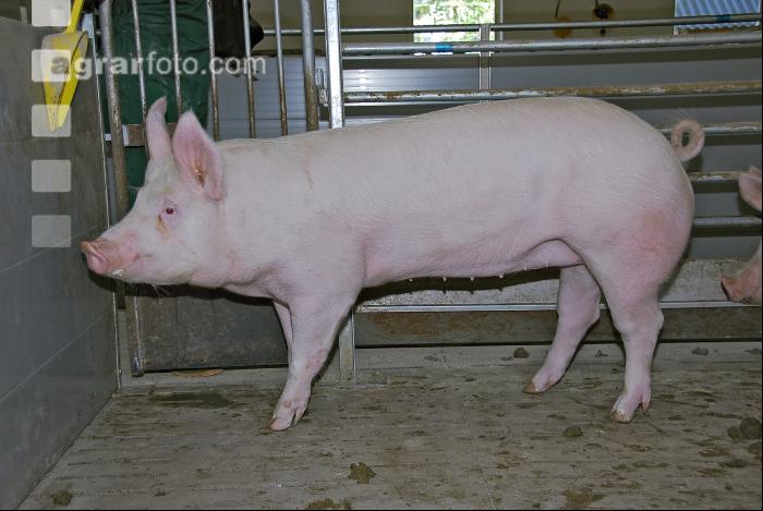 Edelschwein Sauen  08