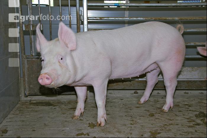 Edelschwein Sauen  09