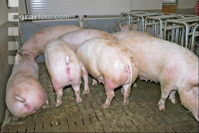Edelschwein Sauen  10