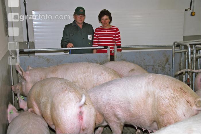 Edelschwein Sauen  11