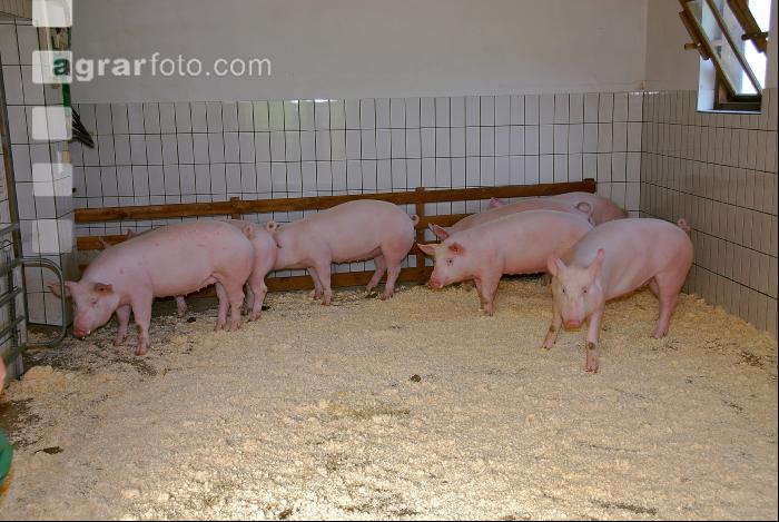 Edelschwein Sauen  15
