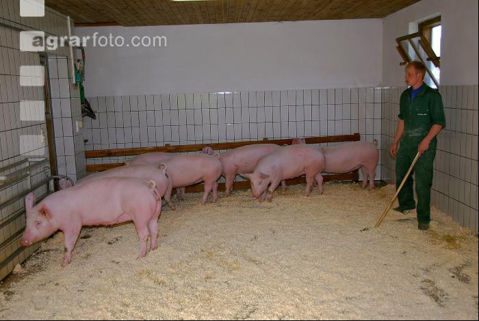 Edelschwein Sauen  18